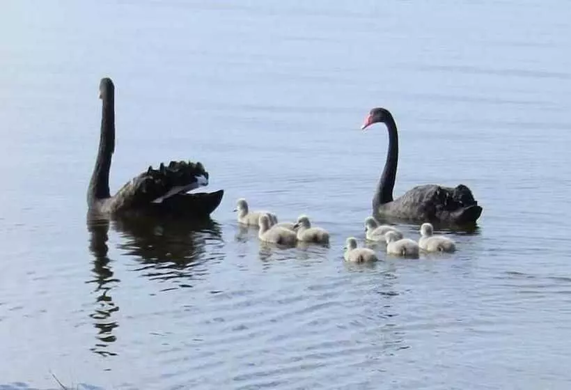 Hotelli Waterfront Retreat At Wattle Point