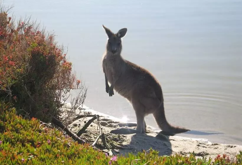 Hotelli Waterfront Retreat At Wattle Point