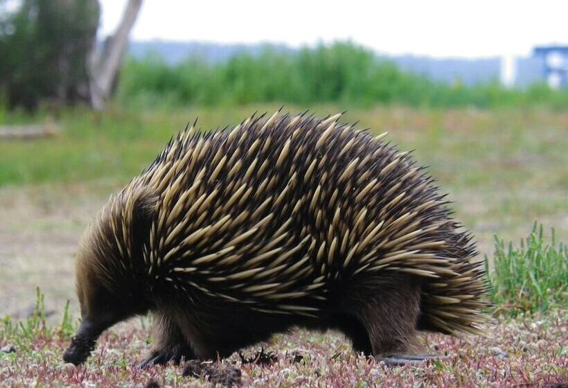 Отель Waterfront Retreat At Wattle Point