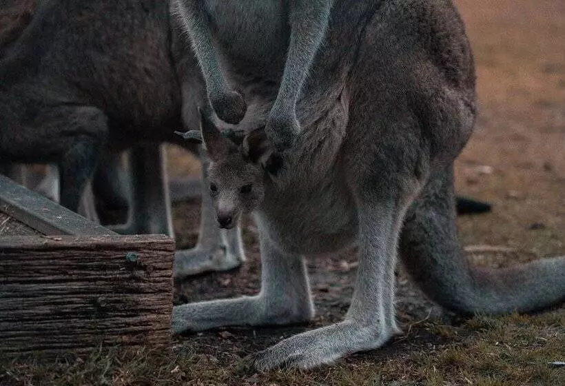 Hotelli Waterfront Retreat At Wattle Point