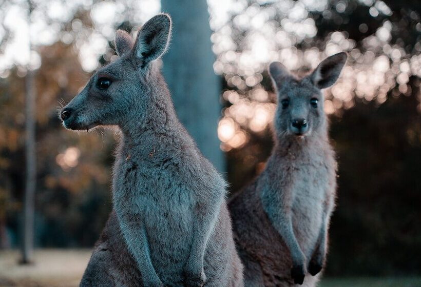 Отель Waterfront Retreat At Wattle Point