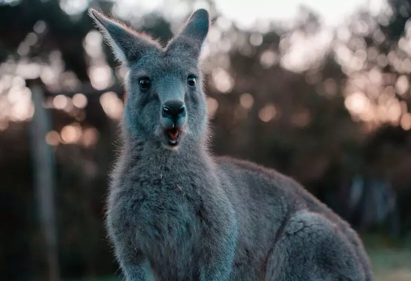 Hotelli Waterfront Retreat At Wattle Point