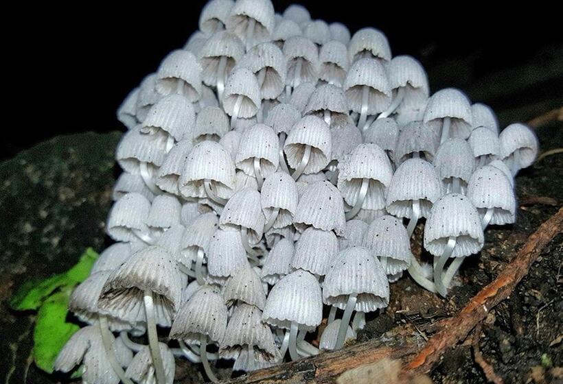 فندق فئة نجمة واحدة Roca Verde