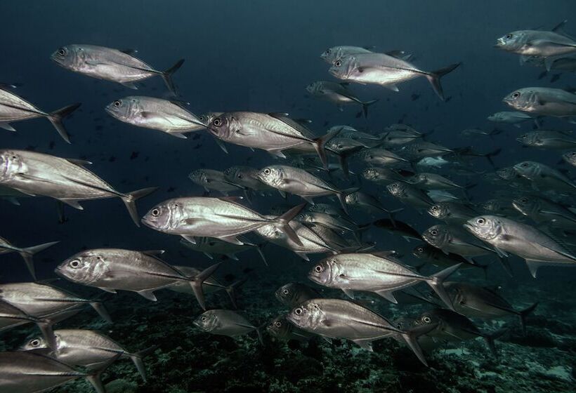 هتل Global Residence