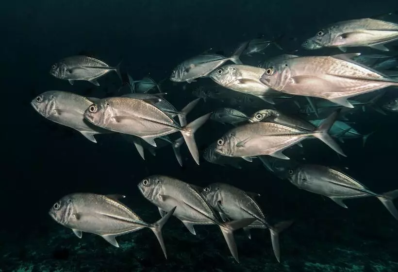 هتل Global Residence