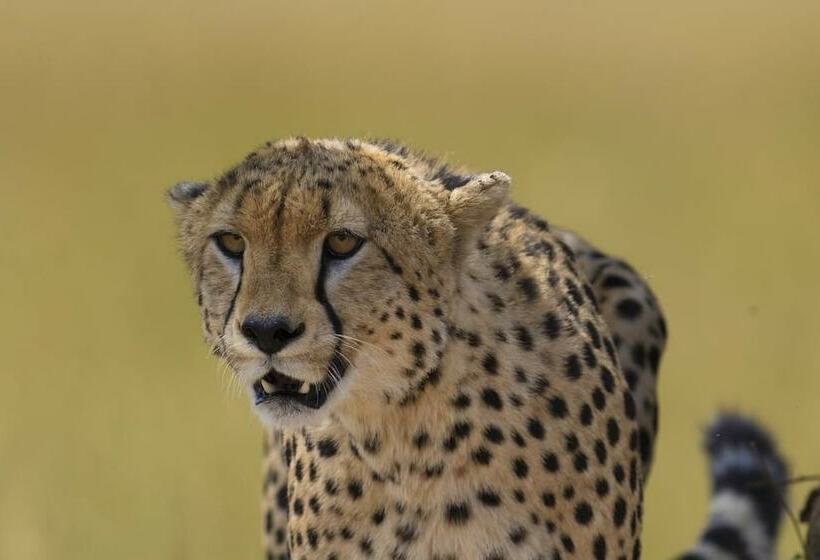 هتل Mara Big Five Lodge