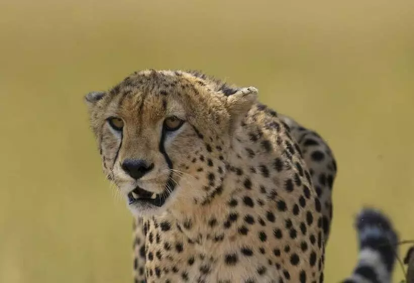 هتل Mara Big Five Lodge