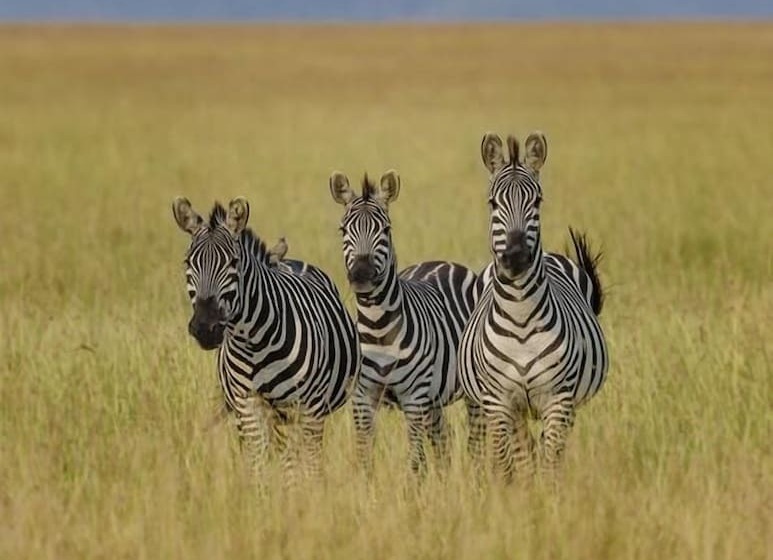 هتل Mara Big Five Lodge