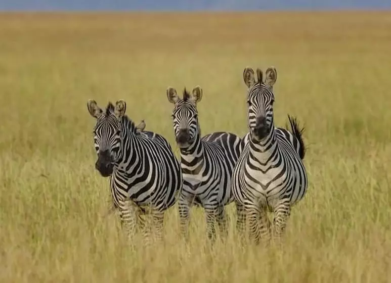 هتل Mara Big Five Lodge