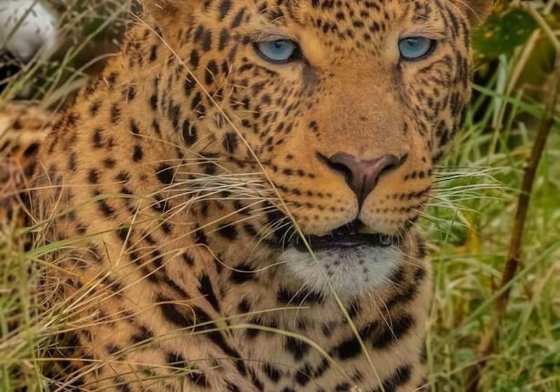 هتل Mara Big Five Lodge