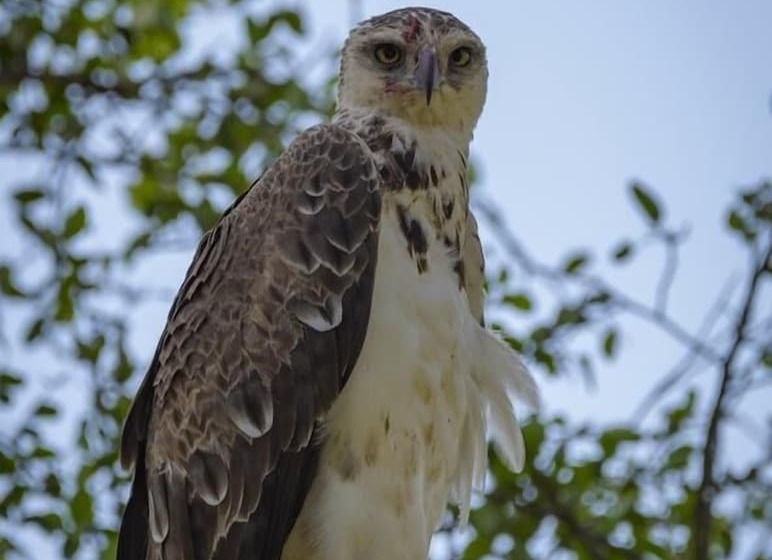 هتل Mara Big Five Lodge