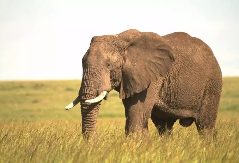 هتل Spirit Of The Masai Mara