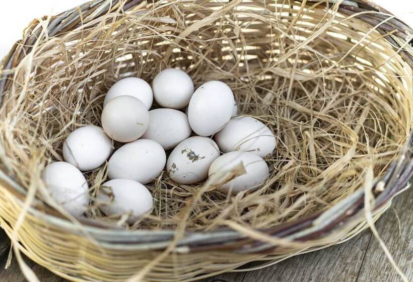 בית מלון כפרי Sunolus Vineyard House