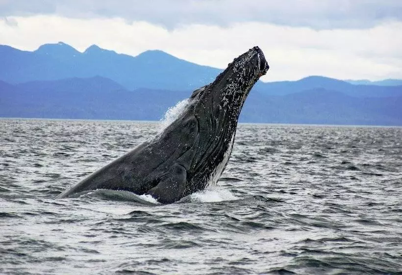 Hotelli Waterfall Resort