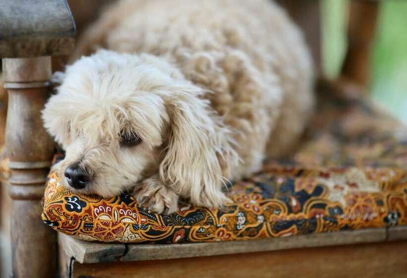 فندق Chiang Dao Roundhouses