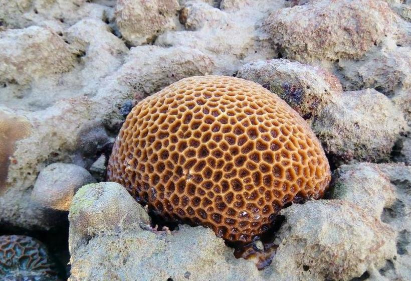 בית מלון כפרי Koh Mook Hostel