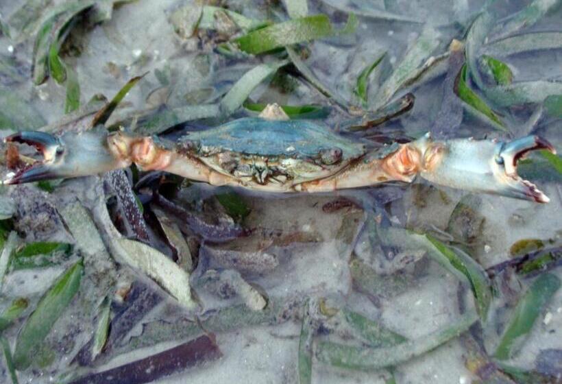 בית מלון כפרי Koh Mook Hostel