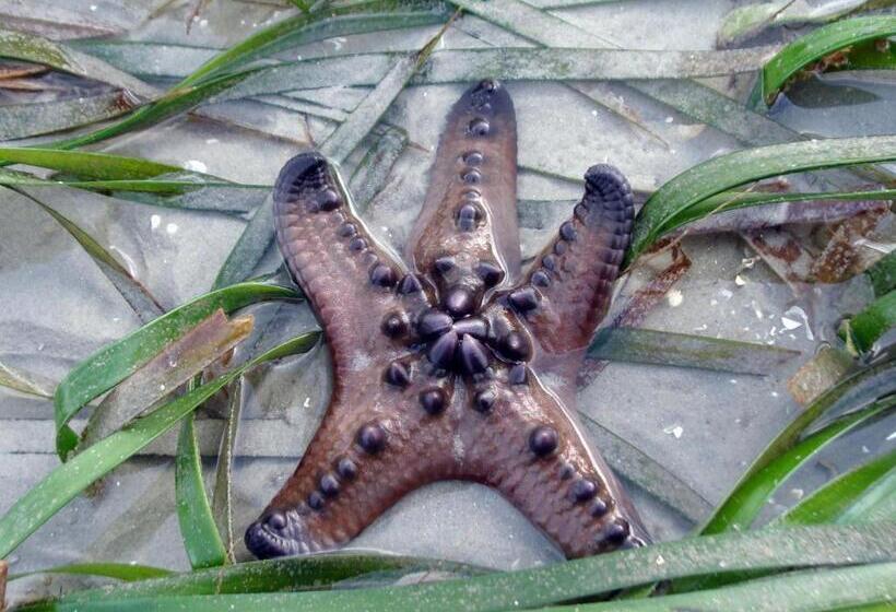 בית מלון כפרי Koh Mook Hostel