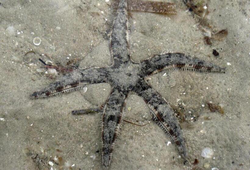 בית מלון כפרי Koh Mook Hostel