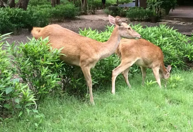 Отель Sunia Loka