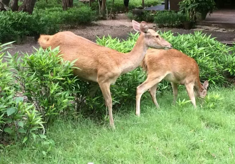 Отель Sunia Loka