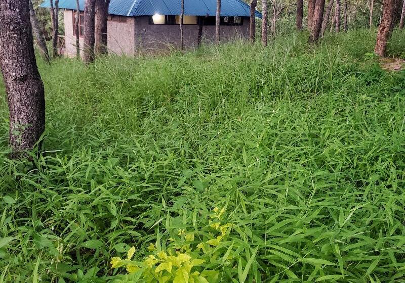 호텔 Mikumi Safari Lodge