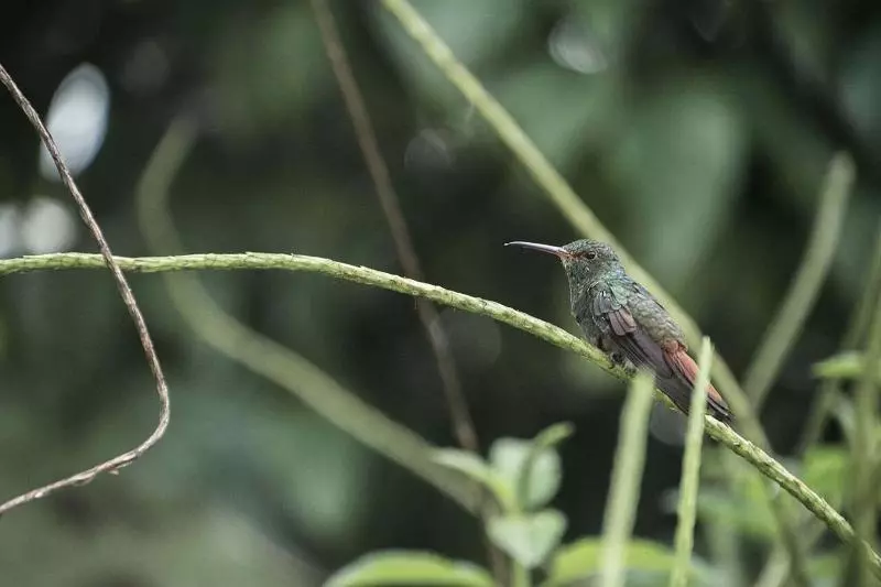 Отель Catarata Eco Lodge