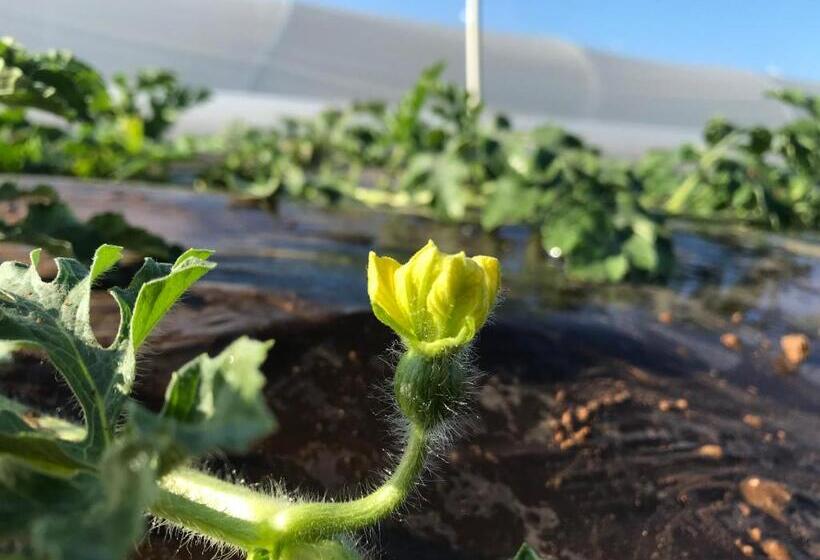 Maricosta Apartments