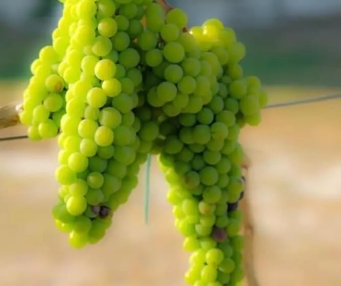 فندق Agriturismo Il Megalite