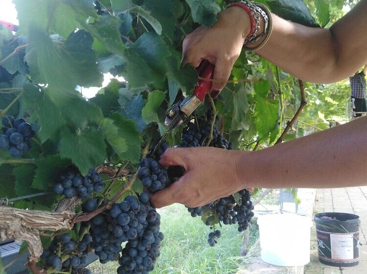 בית מלון כפרי Agriturismo Il Megalite