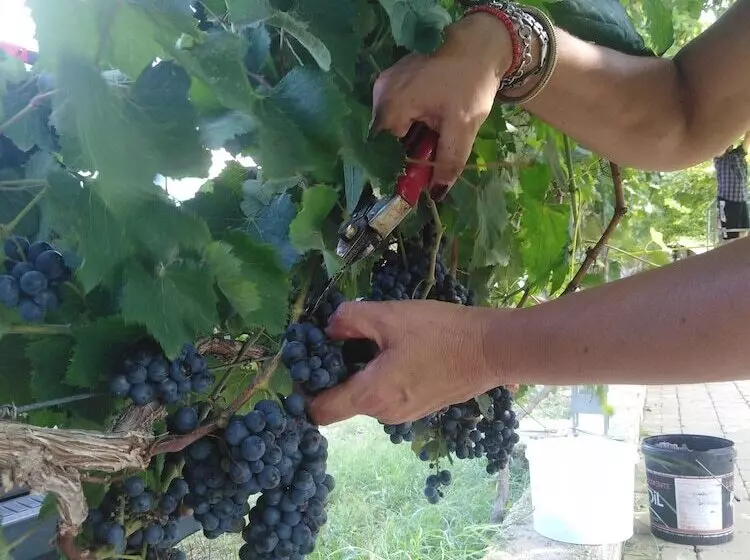 فندق Agriturismo Il Megalite