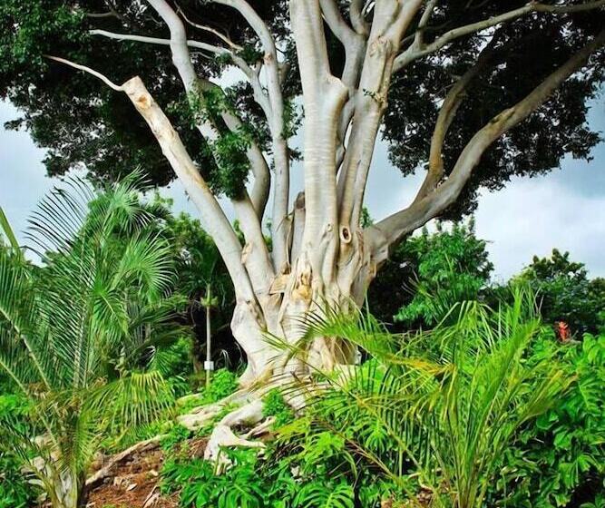 بنسيون Banyan Tree Sanctuary