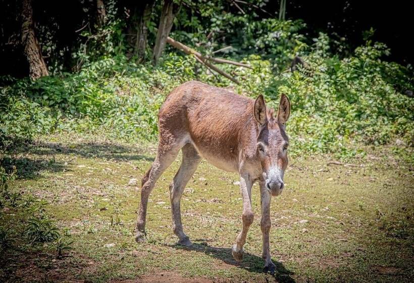 پانسیون Kassion Corner