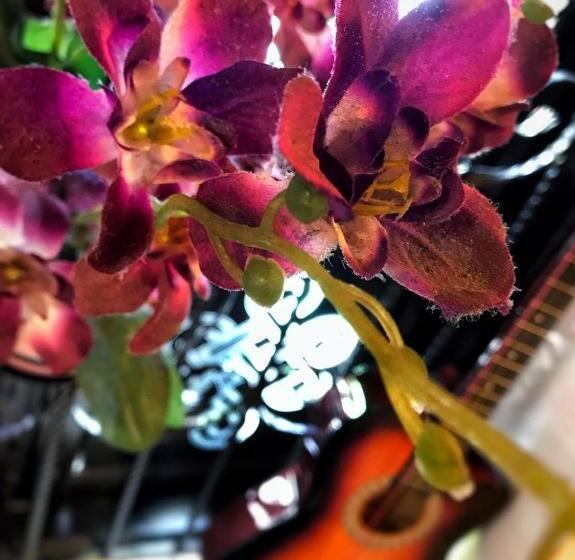 فندق صغير Quiikcat