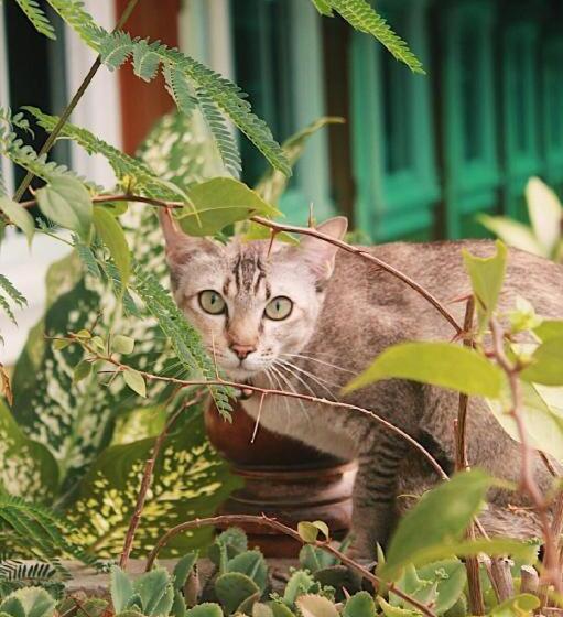 ホテル Kacha Resort