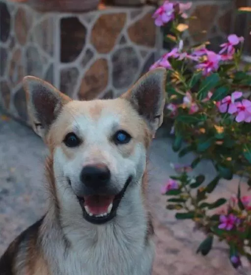 בית מלון כפרי Kacha Resort