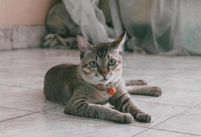 ホテル Kacha Resort