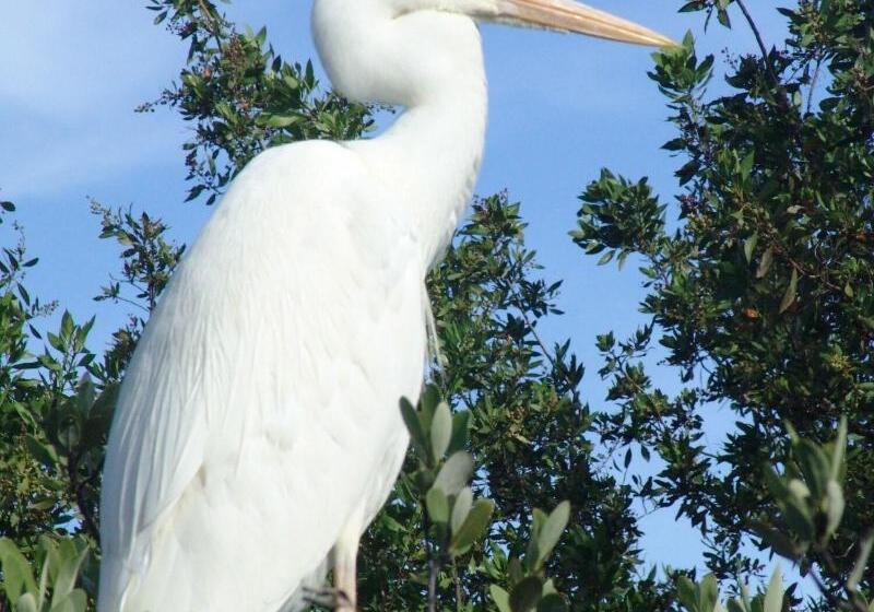 Отель The Pelican Key Largo Cottages