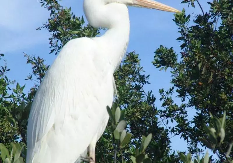 호텔 The Pelican Key Largo Cottages