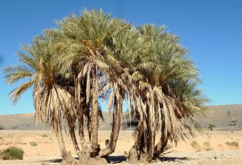 تختخواب و صبحانه La Vallée Des Dunes Auberge, Bivouacs Et Excursions