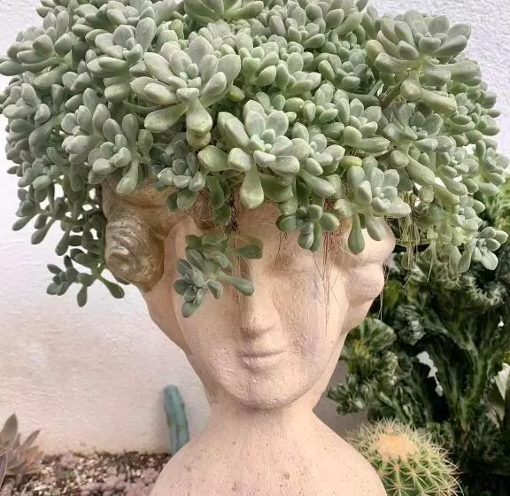 ホテル Sunshine Stay Panglao