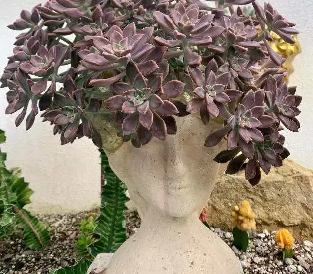 ホテル Sunshine Stay Panglao