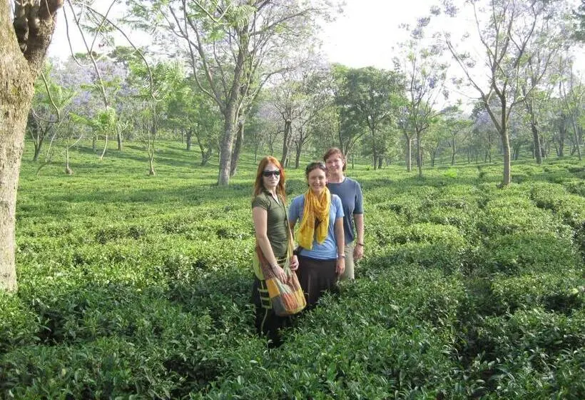 ホテル Infinitea Dakbunglow Palampur