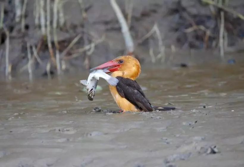 ホテル Bhitarkanika Eco Resorts River Side