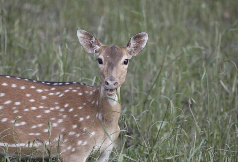 Hotel Bhitarkanika Eco Resorts River Side