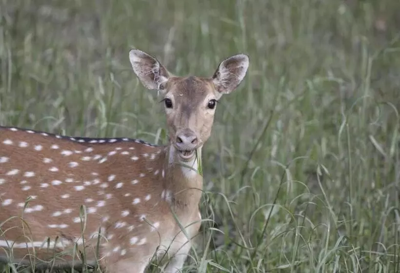 ホテル Bhitarkanika Eco Resorts River Side