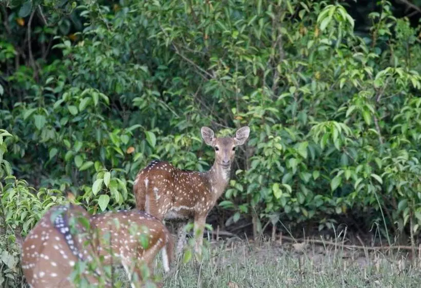 ホテル Bhitarkanika Eco Resorts River Side