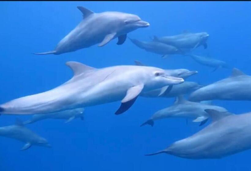 Ocean Voice Beach Resort & Diving