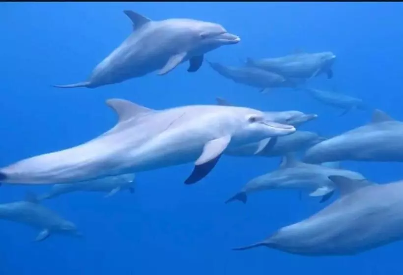 Ocean Voice Beach Resort & Diving