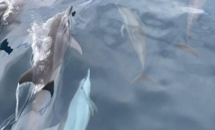 Ocean Voice Beach Resort & Diving